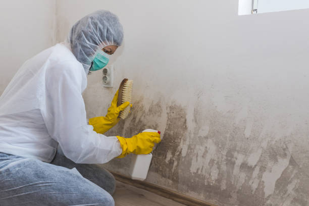 Best Attic Mold Removal  in West Modesto, CA