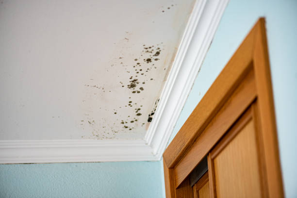 Best Mold Remediation  in West Modesto, CA