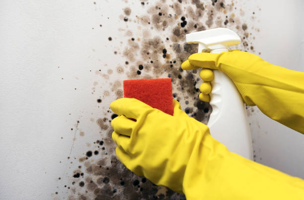 Best Mold Damage Repair  in West Modesto, CA