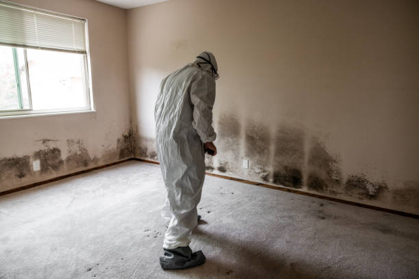 Best Fast Mold Removal  in West Modesto, CA