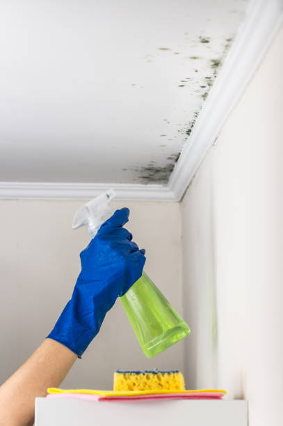 Best Professional Mold Removal  in West Modesto, CA