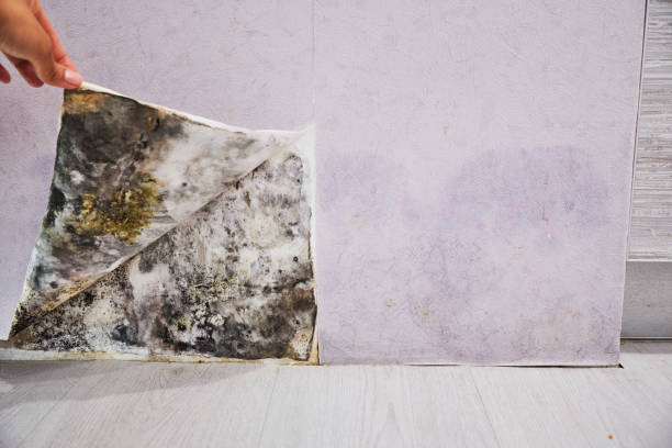 Best Attic Mold Removal  in West Modesto, CA